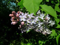 DSCN4217.JPG