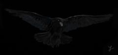 Verve_raven.jpg